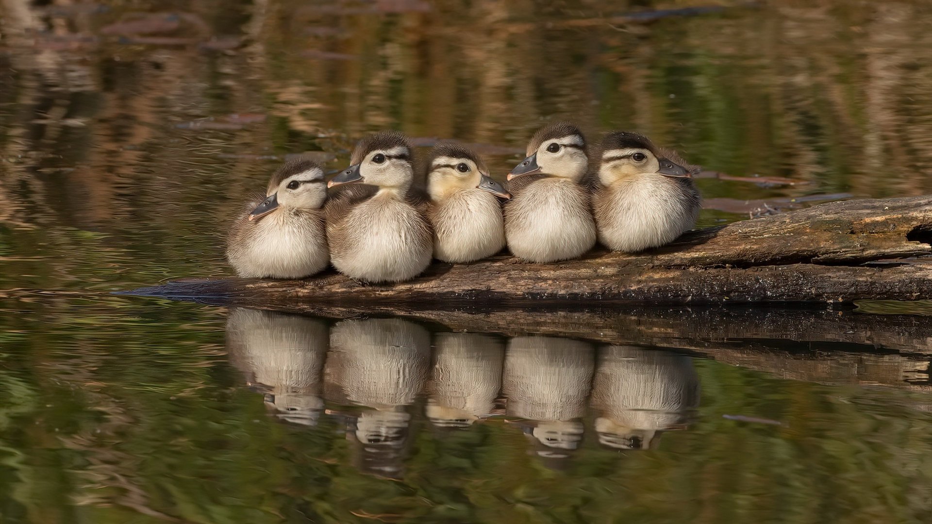 九游体育官网-瑞典队战术灵活，2024年混合团体世界杯表现卓越，瑞典队世预赛
