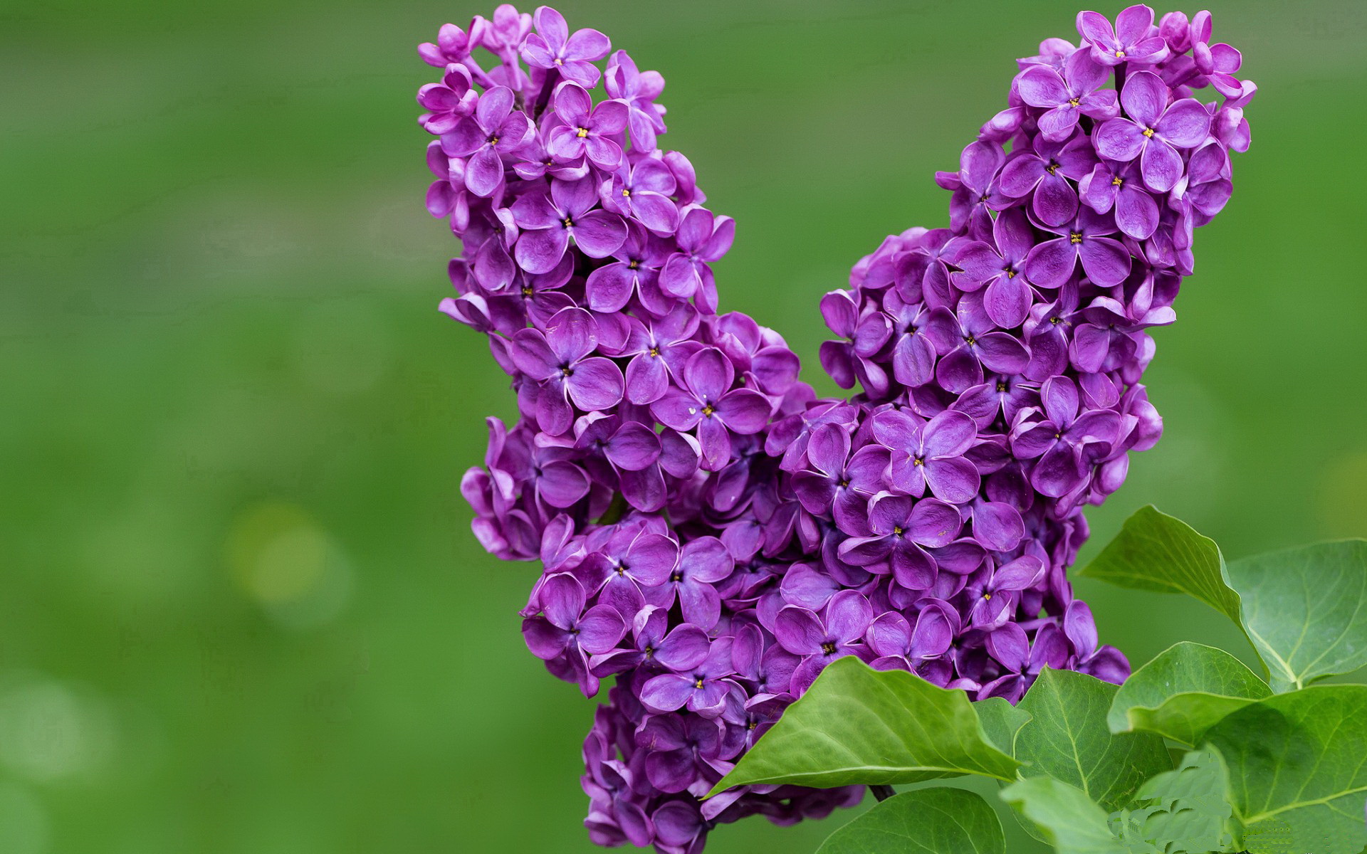 马赛中前场多点爆发持续推进攻势,马赛首发