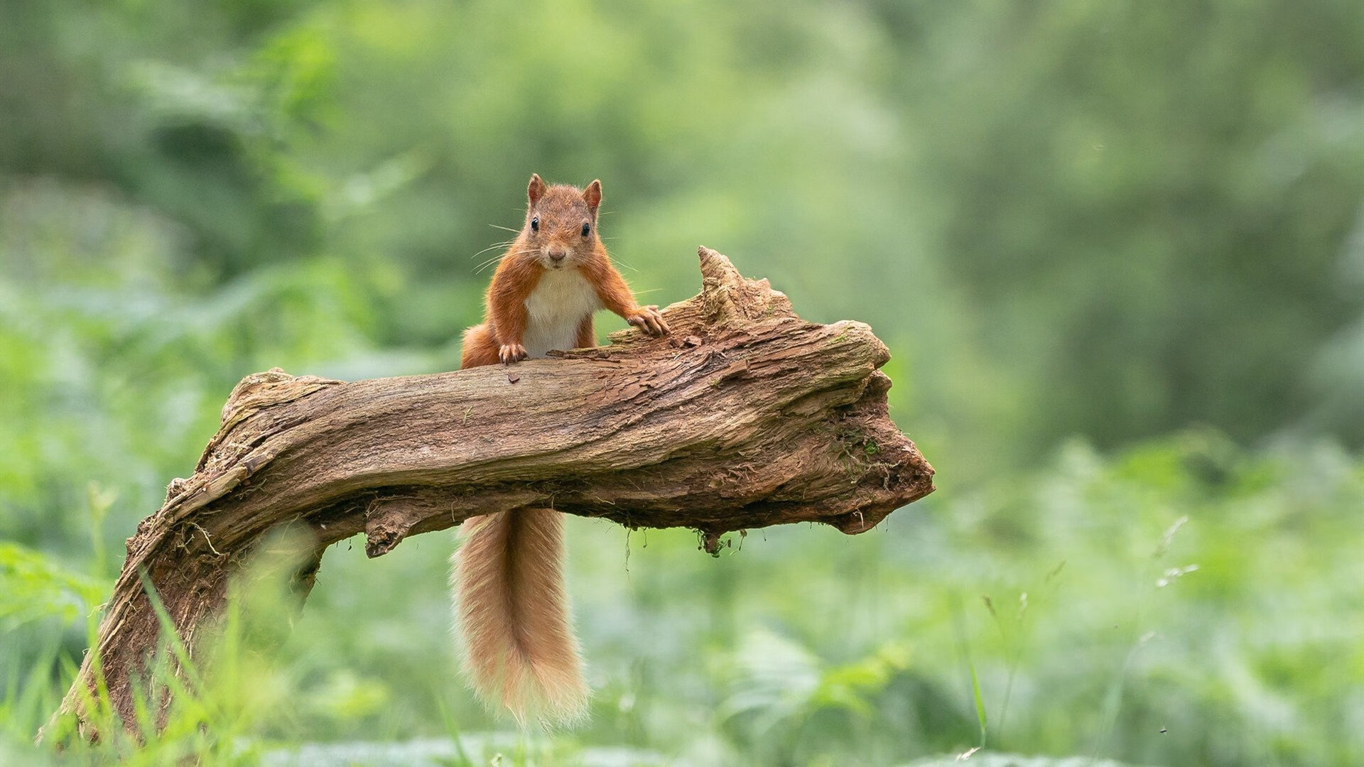 丹·卡特:世界级的踢球技巧,带领全黑队屡创佳绩,丹特巅峰水平