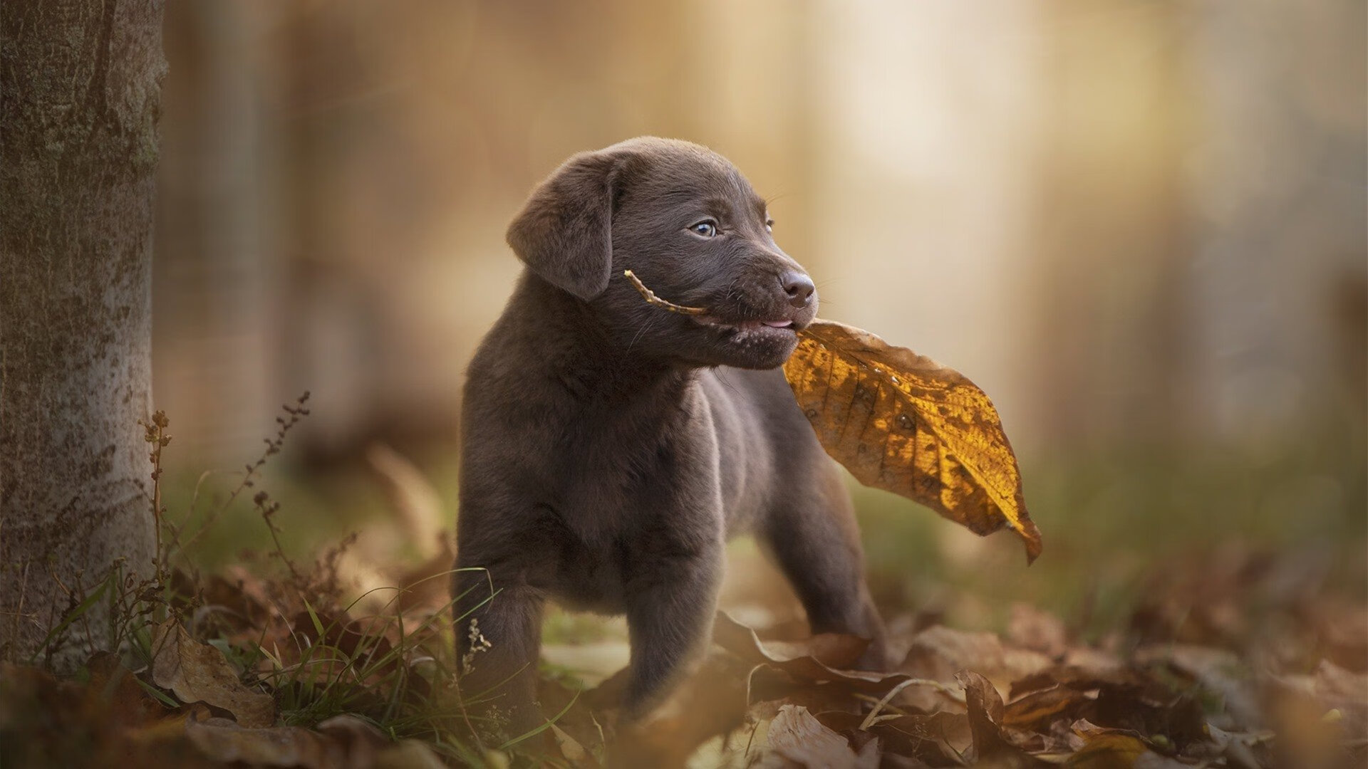 九游娱乐网站-威少展现组织能力助队完成逆转，威少助攻能力